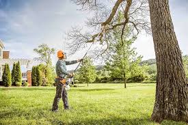 Best Tree Removal Service  in Kyle, TX